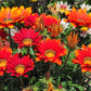 30 Mixed Colors GAZANIA Rigens Treasure Flower Seeds