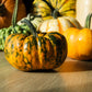 20 MINI MIX PUMPKIN Miniature Cucurbita Pepo White Green Orange Striped Vegetable Seeds