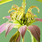100 SPOTTED BEE BALM Monarda Punctata Flower Herb Horesemint Dotted Mint Seeds