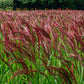 10 RED MAIDEN GRASS Miscanthus Sinensis Plumes Ornamental Flower Seeds