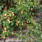 10 Blue Crown PASSION FLOWER / Passion FRUIT Passiflora Caerulea Orange Fruit Vine Seeds