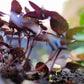 200 Purple Krishna Tulsi HOLY BASIL Ocimum Sanctum Tenuiflorum Herb Flower Seeds