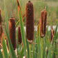 50 CATTAILS Cat Tails Typha Latifolia Water Pond Grass Flower Seeds
