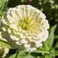 250 White POLAR BEAR ZINNIA Elegans Flower Seeds