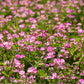 50 MILK VETCH Astragalus Sinicus Pink Purple Flower Ground Cover Legume Seeds