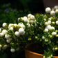 10 Dwarf CREEPING SNOWBERRY Shrub White Pink Flower Symphoricarpos Mollis Seeds