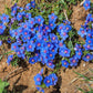 100 BLUE & SCARLET PIMPERNEL Anagallis Monellii Anagallis Arvensis Flower Seeds