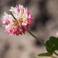 1500 ALSIKE CLOVER Trifolium Hybridum Pink & White Flower Legume Seeds