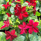 100 Red CRIMSON KING NICOTIANA (Ornamental Flowering Tobacco) Nicotiana Affinis Flower Seeds