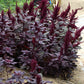 250 BURGUNDY AMARANTHUS Hypochondriacus Amaranth Grain Vegetable Flower Seeds