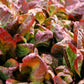 3000 RED ROMAINE LETTUCE Lactuca Sativa Vegetable Seeds