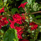 100 Twinkle RED MONKEY FLOWER Mimulus Seeds