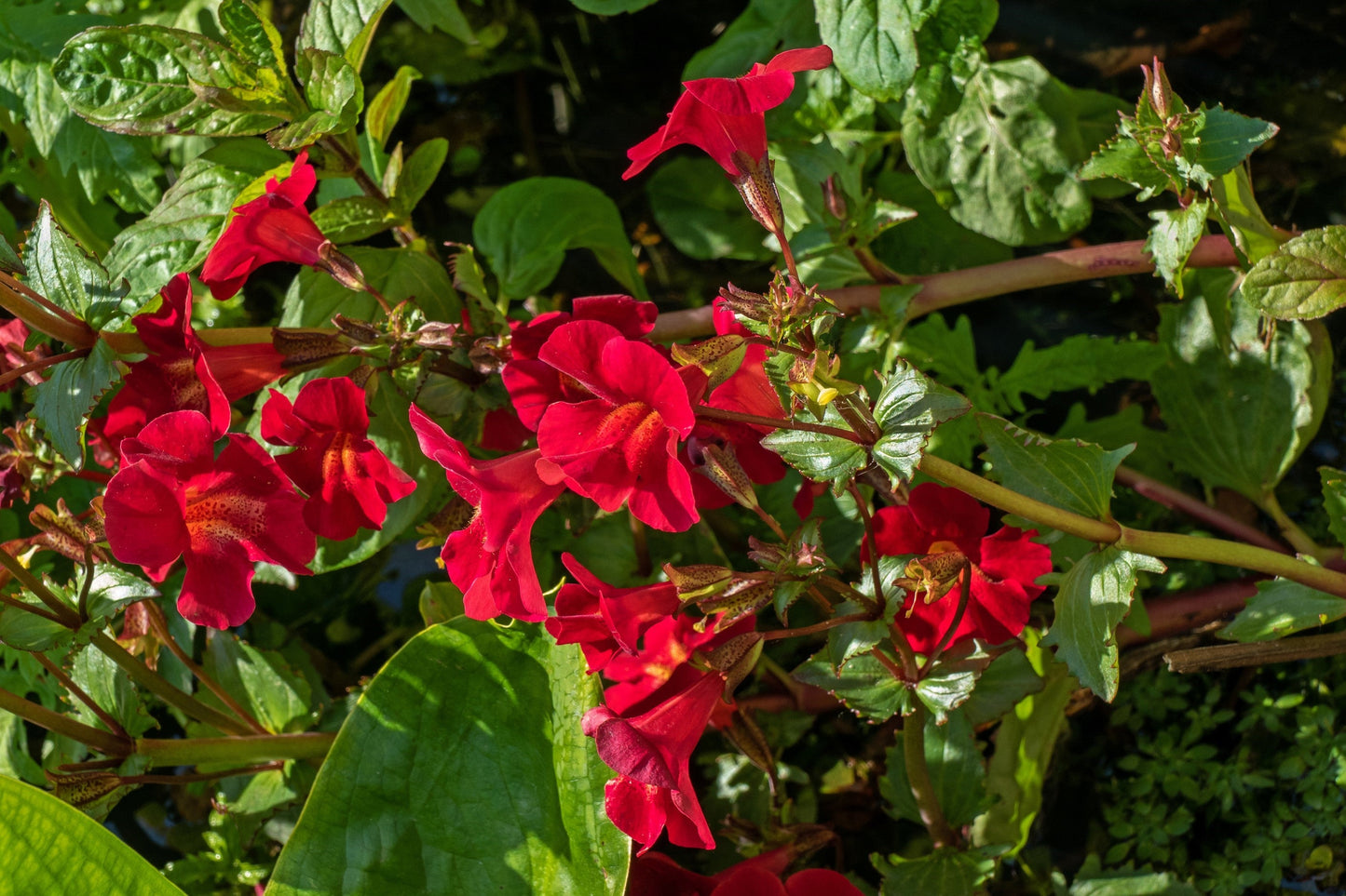 100 Twinkle RED MONKEY FLOWER Mimulus Seeds