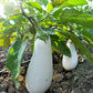 50 CASPER WHITE EGGPLANT Solanum Melongena Fruit / Vegetable Seeds