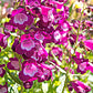 100 SENSATION MIX PENSTEMON Hartwegii Beardtongue Mixed Colors Two Tone Red, Pink, White, Purple, White Flower Seeds