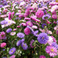 50 Mixed OSTRICH PLUME ASTER Feather Spider Callistephus Chinensis Flower Seeds