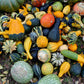 30 MIXED GOURD Lagenaria Siceraria Seeds