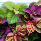 100 Mixed Colors COLEUS RAINBOW MIX Shade Houseplant Solenostemon Flower Seeds