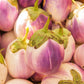50 Organic Italian EGGPLANT ROSA BIANCA Solanum Melongena Esculentum Vegetable Seeds