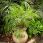 10 PYGMY DATE PALM Phoenix Roebelenii Dwarf Miniature Ornamental Fruit Tree Houseplant Seeds