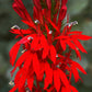 300 CARDINAL FLOWER LOBELIA Cardinalis Flower Seeds
