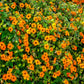 30 BLACK Eyed SUSAN VINE Thunbergia Alata Orange Yellow Black Flower Seeds