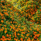 30 BLACK Eyed SUSAN VINE Thunbergia Alata Orange Yellow Black Flower Seeds