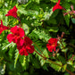 100 Twinkle RED MONKEY FLOWER Mimulus Seeds
