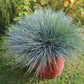 100 BLUE Sheeps FESCUE GRASS Festuca Ovina Glauca Cinerea Seeds