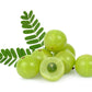 10 INDIAN GOOSEBERRY Phyllanthus Emblica Emblic Edible Fruit Tree Seeds