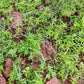 75 SALTWORT Okahijiki Japanese Greens Salsola Komarovii Leaf Vegetable Seeds