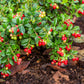 100 Perennial CRANBERRY American Vaccinium Macrocarpon Red Fruit Bush Seeds