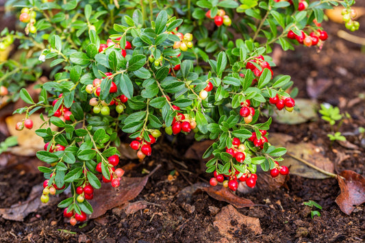 100 Perennial CRANBERRY American Vaccinium Macrocarpon Red Fruit Bush Seeds