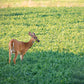 50 IRON CLAY COWPEA Food Plot Forage Vigna Unguiculata Cow Pea Bean Legume Seeds