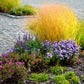 30 Violet PANIC GRASS Panicum Miliaceum Violaceum Ornamental Purple Millet Seeds