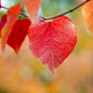 40 GIANT REDBUD TREE Cercis Gigantea Pink Purple Flower Seeds