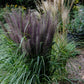 10 Dwarf BLACK FOUNTAIN GRASS Pennisetum Alopecuroides Viridescens Hardy Ornamental Seeds