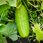 150 BOSTON PICKLING CUCUMBER Heirloom Cucumis Sativus Fruit Vegetable Seeds