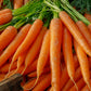 1500 TENDERSWEET CARROT Deep Orange Red Daucus Carota Vegetable Seeds