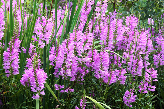 50 PINK Showy OBEDIENT PLANT (False Dragon Head) Physostegia Virginiana Flower Seeds