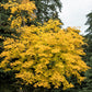 10 YELLOW ASH TREE Kentucky Yellowwood White Flowers Cladrastis Lutea Kentukea Seeds