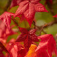 50 AMERICAN SWEETGUM Liquidambar Styraciflua Storax Alligator Sweet Gum Tree Seeds - Great Fall Color! Red Yellow Orange Purple