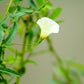 10 White CHRISTMAS VINE Turbina Flower Rivea Ipomoea Corymbosa Seeds