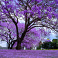 25 BLUE JACARANDA TREE ( Fern Tree / Brazilian Rose Wood / Green Ebony ) Jacaranda Mimosifolia Seeds