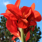 5 RED CANNA LILY Indian Shot Canna Indica Flower Seeds