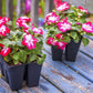 10 DWARF RED STAR IMPATIENS Walleriana Red & White Shade Flower Seeds