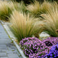 25 MEXICAN FEATHER GRASS Pony Tails Ornamental Stipa Tenuissima Nassella Seeds Wind Whisp