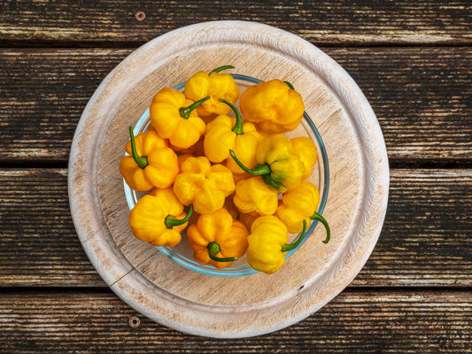 40 Yellow JAMAICAN HOT PEPPER Capsicum Chinense Scotch Bonnet Vegetable Seeds