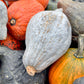 30 BLUE HUBBARD SQUASH New England Buttercup Cucurbita Pepo Vegetable Seeds
