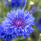 1000 Dwarf Blue BACHELORS BUTTON CORNFLOWER Centaurea Cyanus Flower Seeds